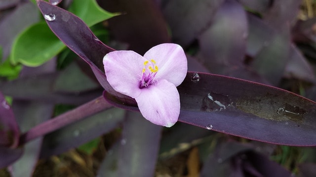 how to revive a dying wandering jew plant