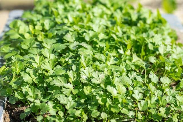 Cilantro Leaves Turning Yellow