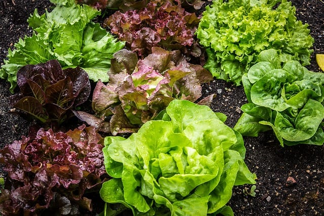 Plant Lettuce and Collards Together