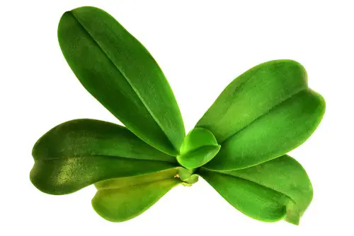 tips of orchid leaves turning brown