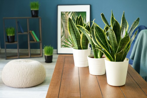 Can You Plant Two Snake Plants Together