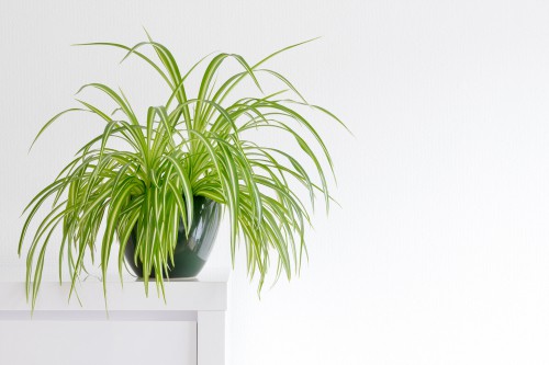 how to revive a dying spider plant