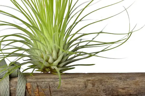 tips of air plant turning brown
