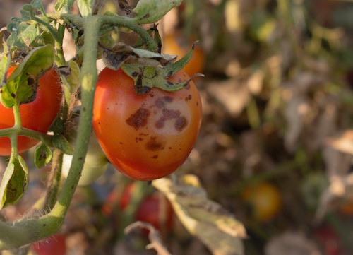 how to revive a dying tomato plant