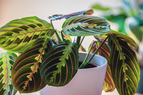 how to save a dying prayer plant