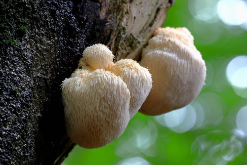 Lion's Mane Mushroom Turning Brown