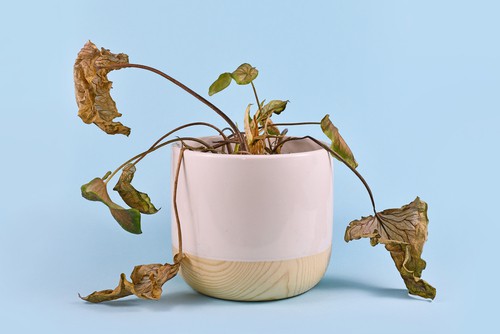 Repotted Plant Dying