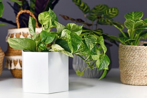 Can You Plant Pothos and Philodendron Together