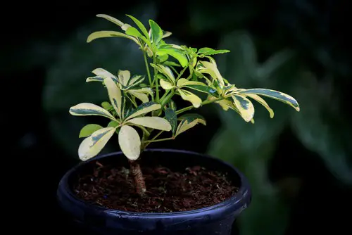 Do Umbrella Plants Thrive in Root Bound Conditions