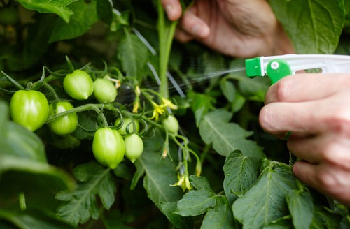 Can You Spray Neem Oil on Tomato Plants