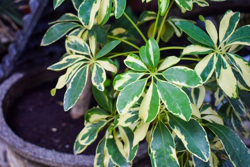 umbrella plant drooping leaves