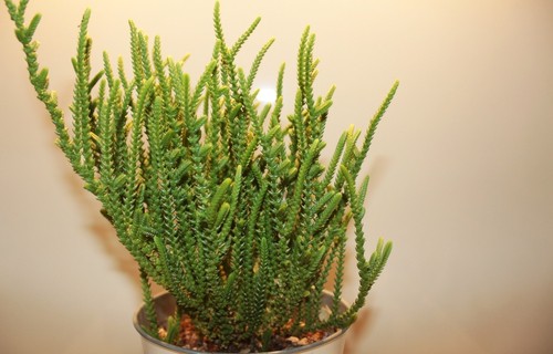 Crassula Muscosa Turning Brown