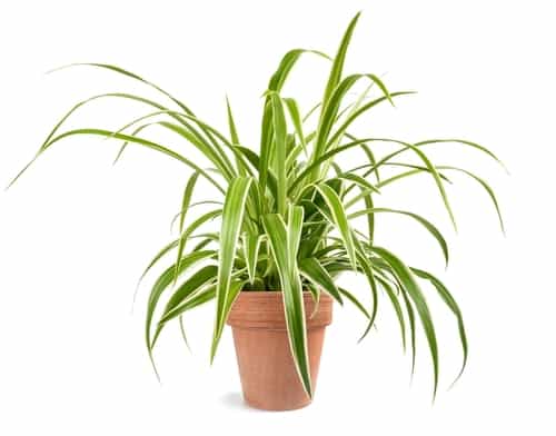 Can You Plant Pothos and Spider Plants Together