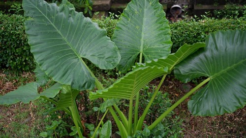 Elephant Ear Plant Leaves Dying