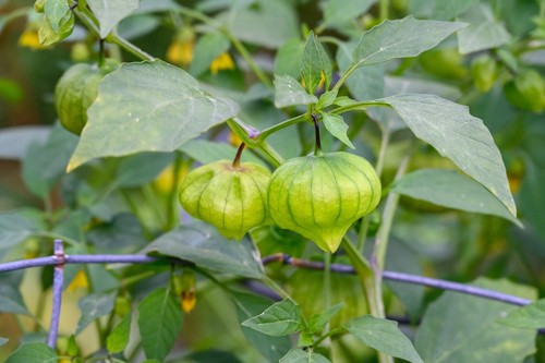 tomatillos turning yellow and falling off