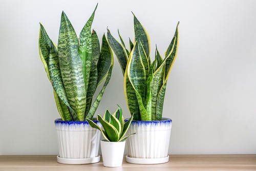 tips of snake plant turning brown