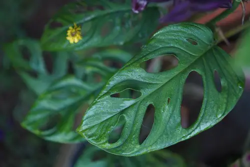 Dry Brown Spots on Monstera Leaves