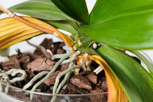 how to treat brown spots on orchid leaves