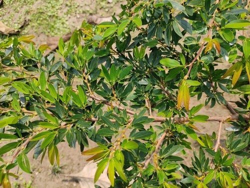 Distylium Leaves Turning Brown