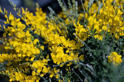 sweet broom plant dying