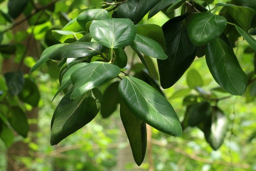 shutterstock 298034375