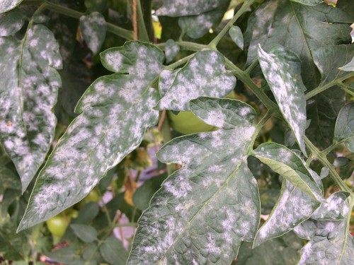 how to treat white spots on leaves