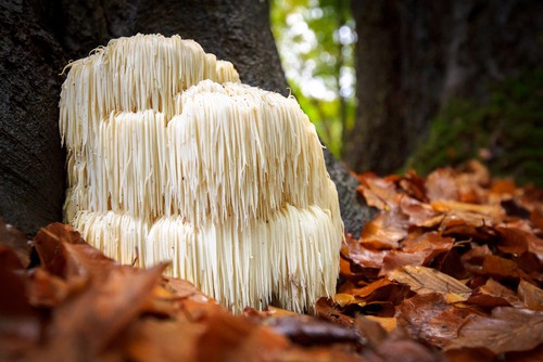 lion's mane mushroom turning yellow