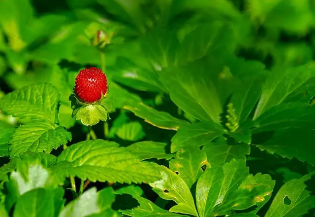 how to treat brown spots on strawberry leaves