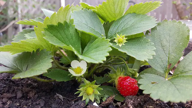 strawberry 985621 640