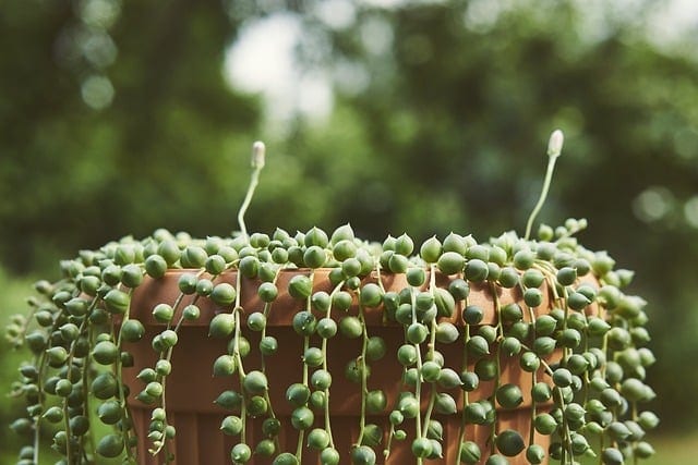 string of pearls turning yellow