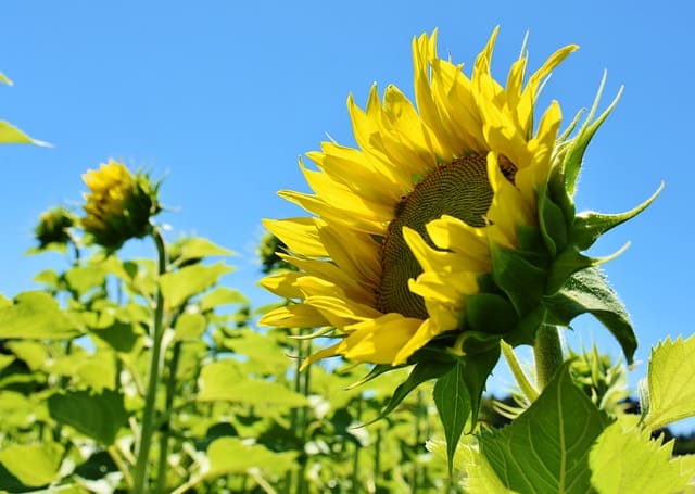 sunflower leaves drooping and turning yellow