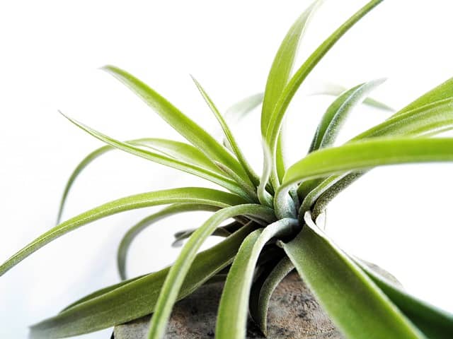 tillandsia 740494 640