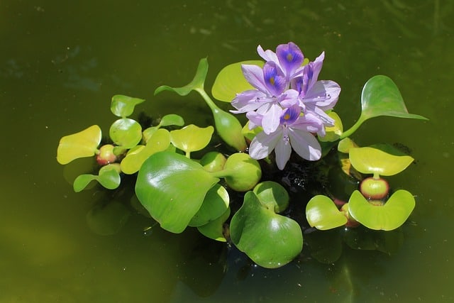 hyacinth turning brown