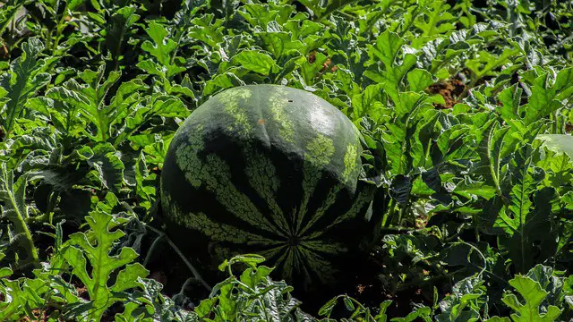 how to save a dying watermelon plant