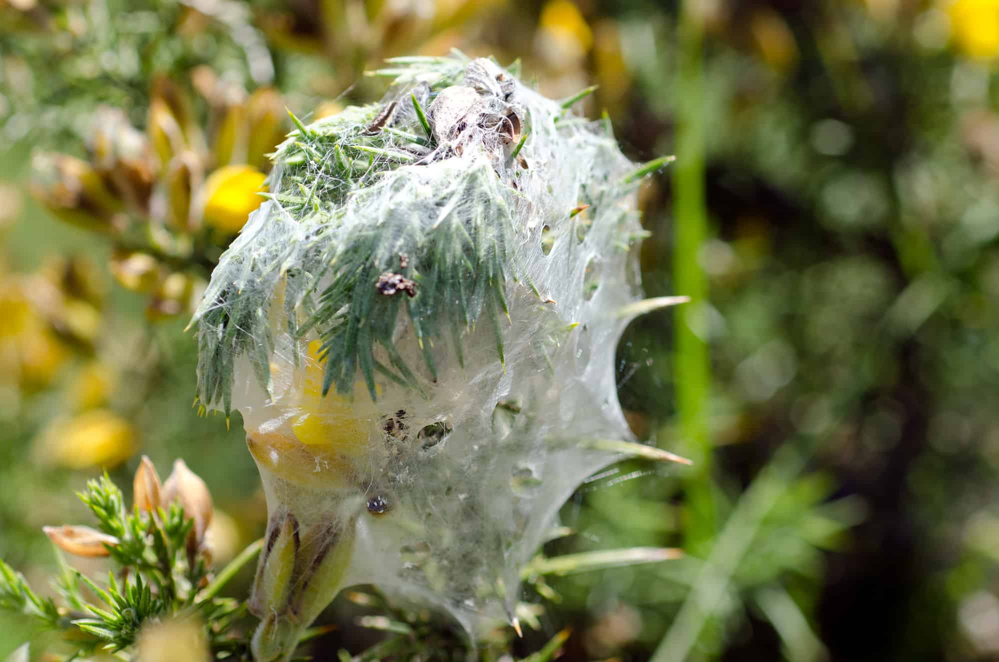 How Long Can Spider Mites Survive Without Plants?
