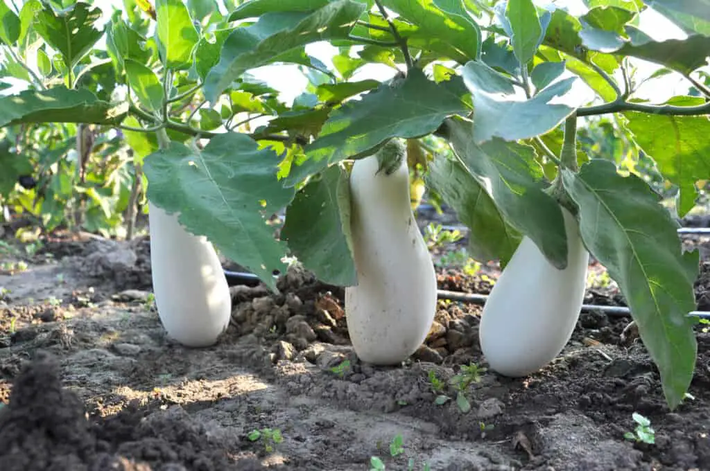 In organic soil, a bush of white eggplant grows-How Many Generations Can You Clone a Plant