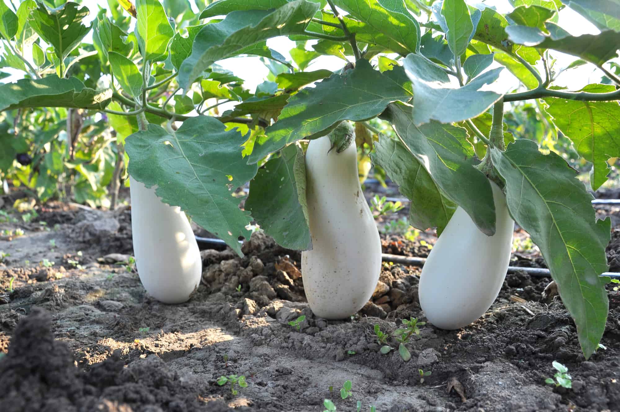 how-many-generations-can-you-clone-a-plant