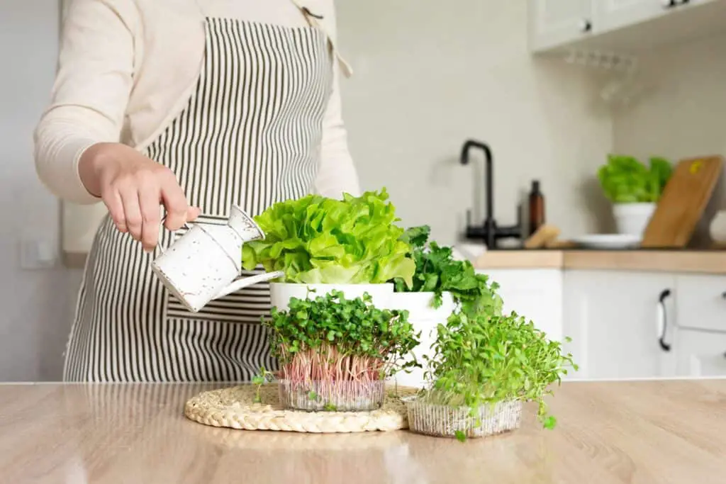 a-woman-in-an-apron-watering-herbs-in-a-home-garden-