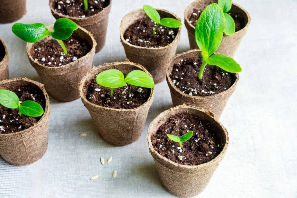 a-young-squash-seedling-grows-in-a-pot-