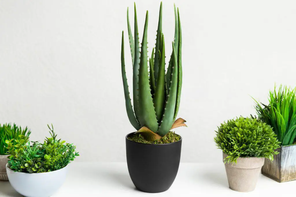 aloe-vera-and-various-grassy-plants-in-different-pots-How Much Does a Large Aloe Vera Plant Cost