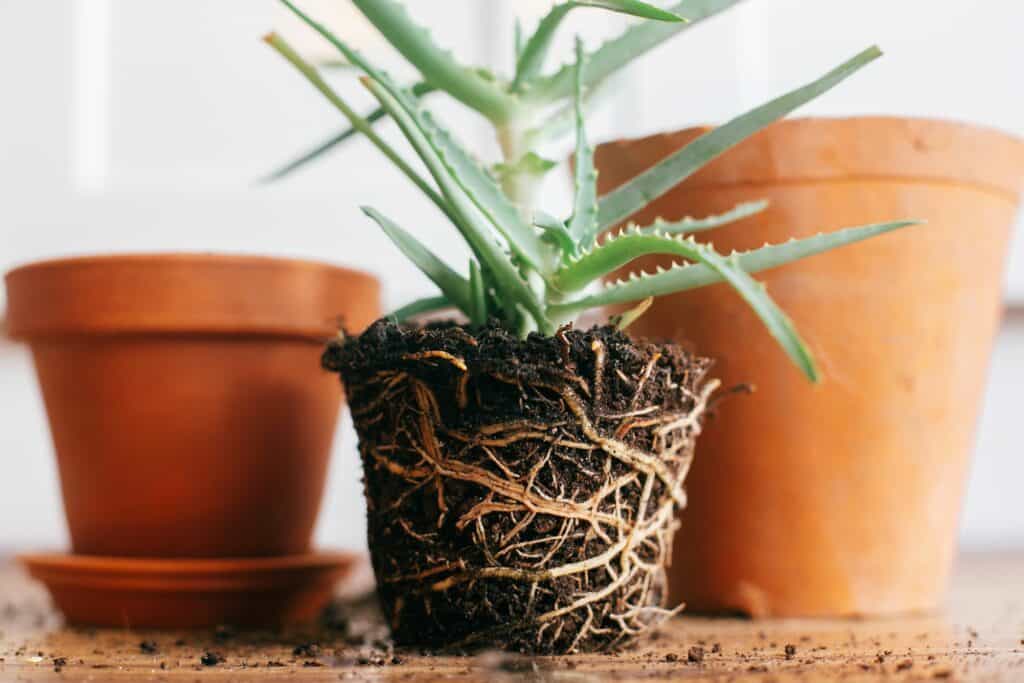 aloe-vera-with-roots-in-ground-repot-to-bigger-clay-pot