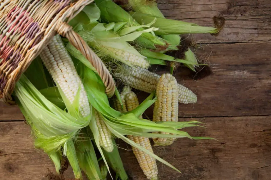 basket-with-corn-on-the-cob-harvest-on-a-wooden-table-How Many Acres Can One Bag of Corn Plant