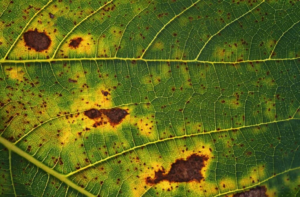 brown-spots-on-the-figs-leaf-cause-plant-disease-What Causes Brown Spots on Fig Leaves