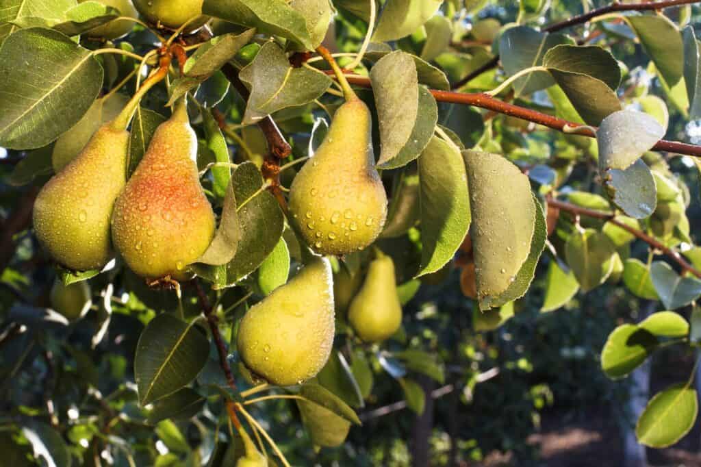 bunch-of-pears-