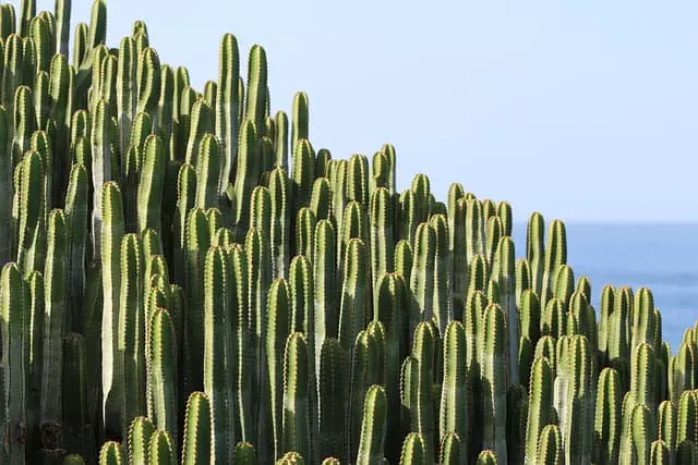 Why do Desert Plants Have Small Leaves?