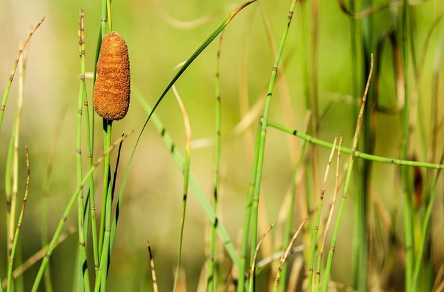 cattail 1652832 640