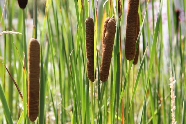 cattail 6651911 640