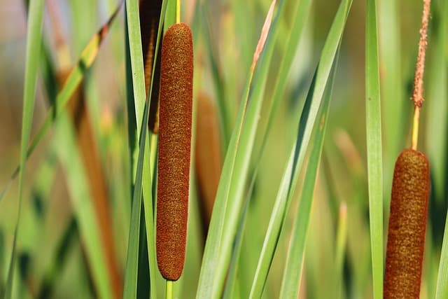 cattail 7305651 640