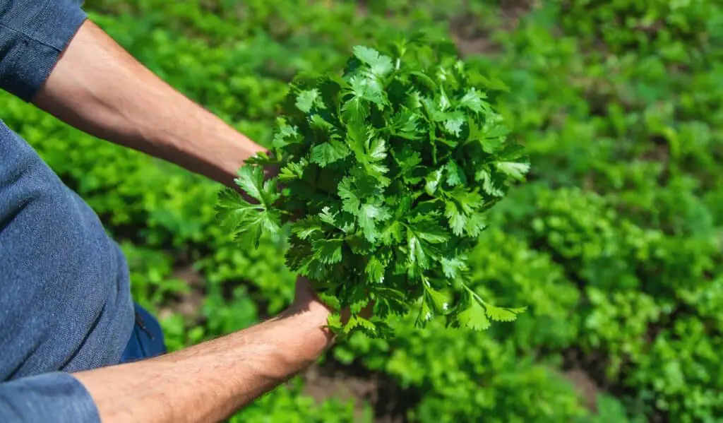 cilantro-in-the-hands-of-a-man-in-the-garden-