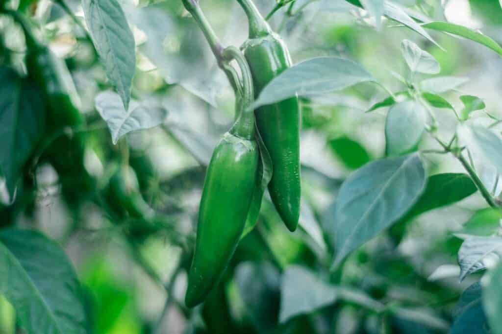 close-up-of-green-unripe-jalapeno-pepper-growing-